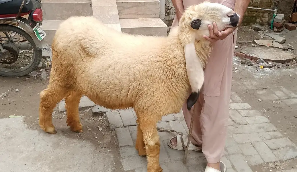 health sheep for sale
