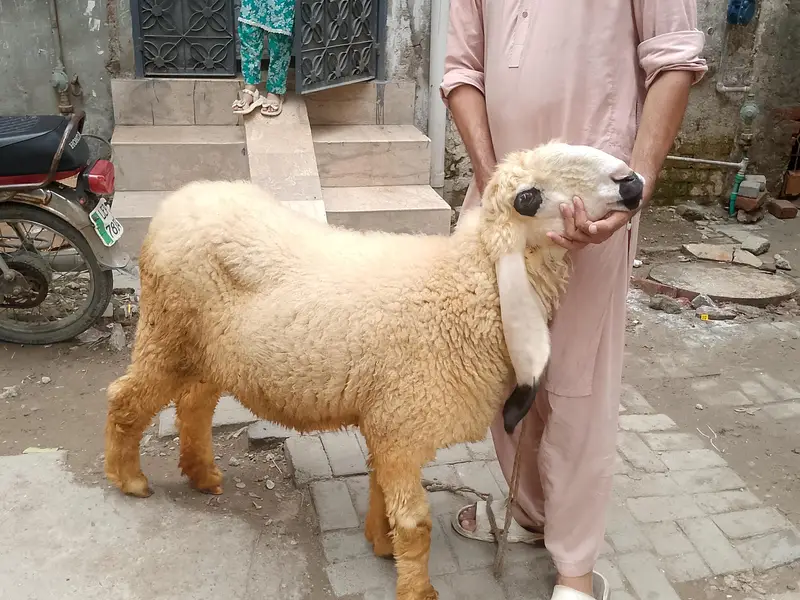 health sheep for sale — photo 2