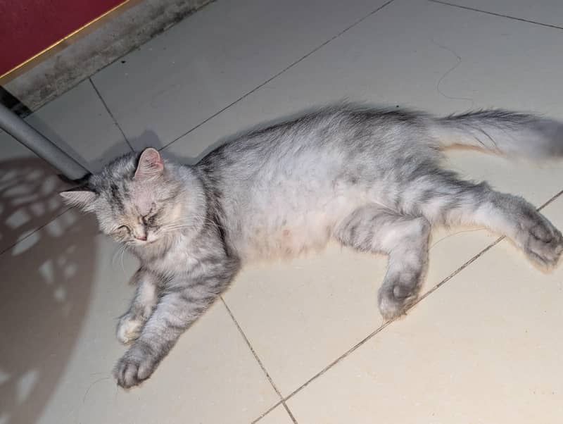 Persian 0