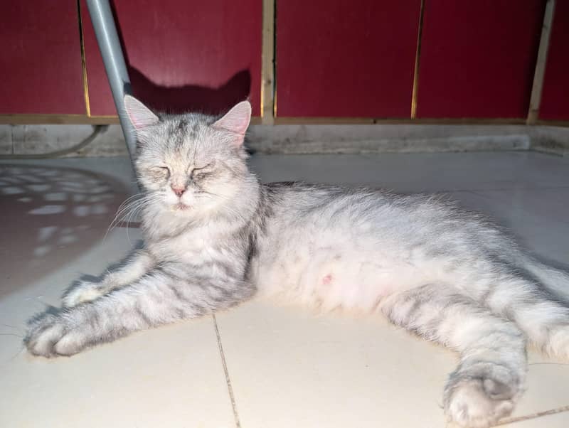 Persian 1