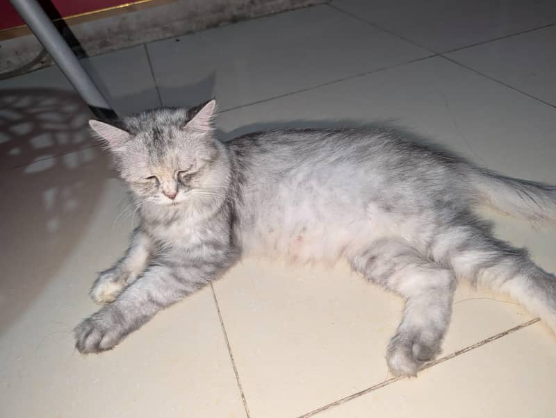 Persian 2