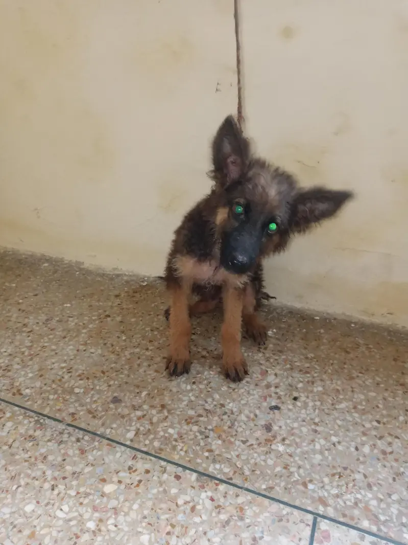 German shepherd