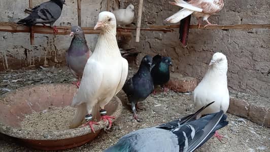 KABOOTAR SETUP FOR SALE