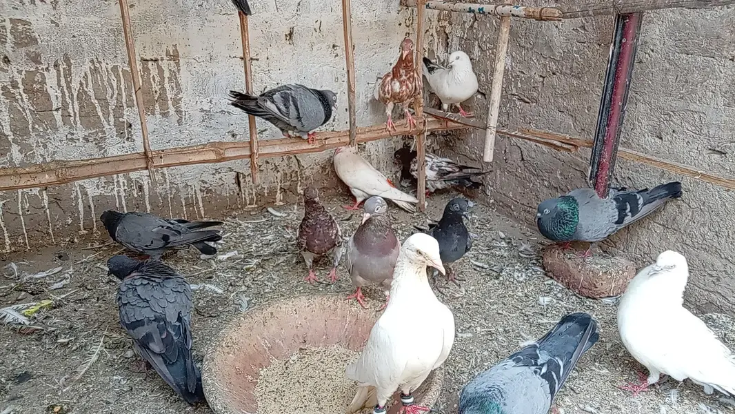 KABOOTAR SETUP FOR SALE — photo 3