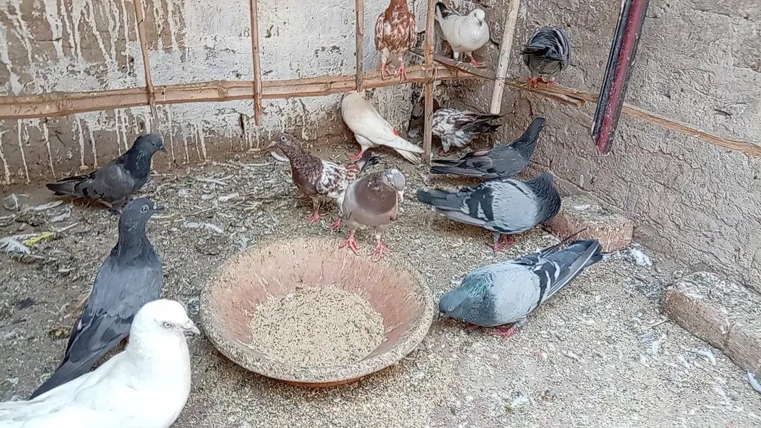 KABOOTAR SETUP FOR SALE — photo 5