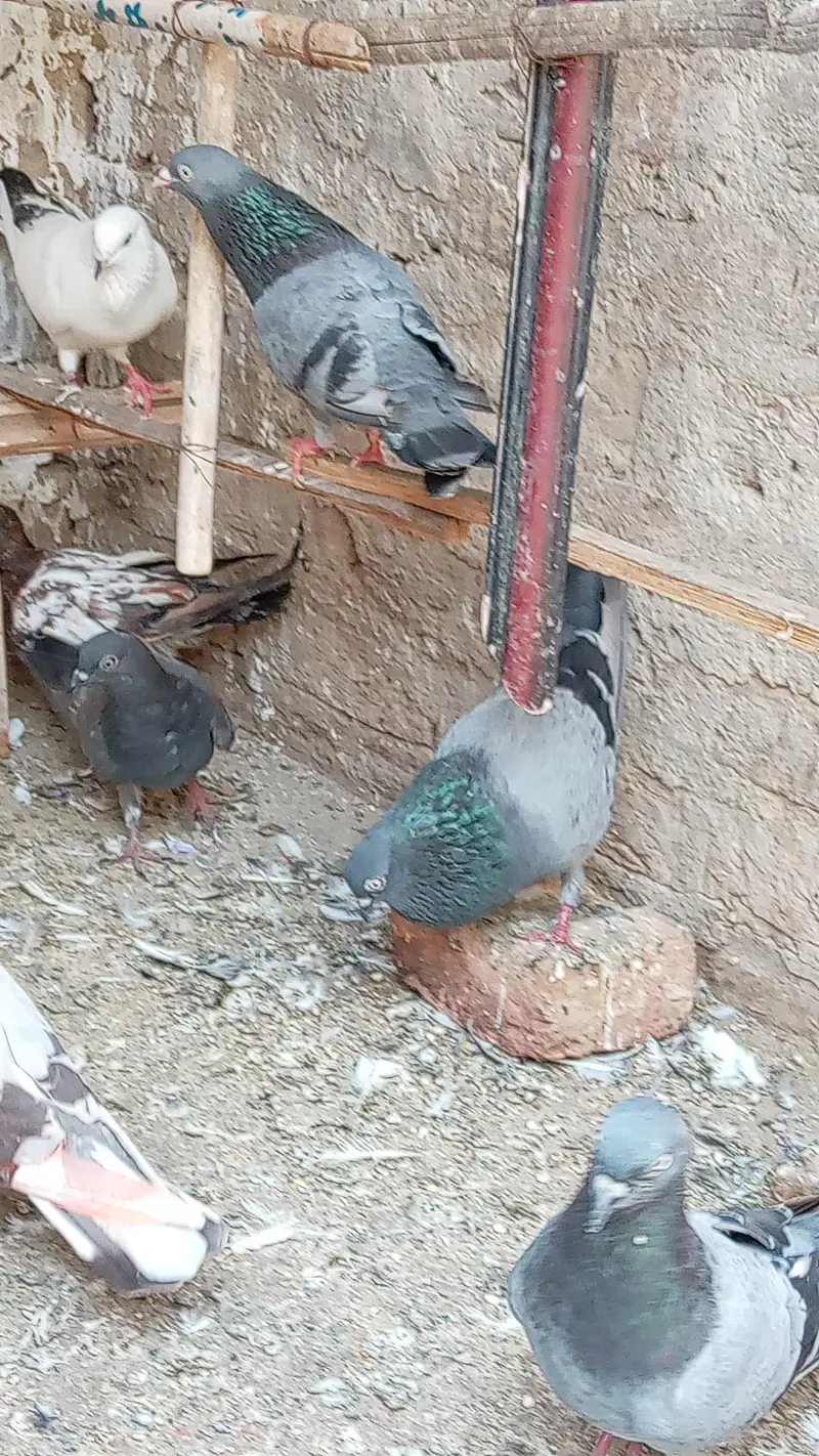 KABOOTAR SETUP FOR SALE — photo 6