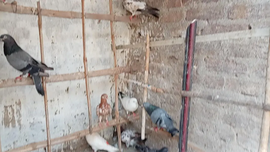 KABOOTAR SETUP FOR SALE — photo 8
