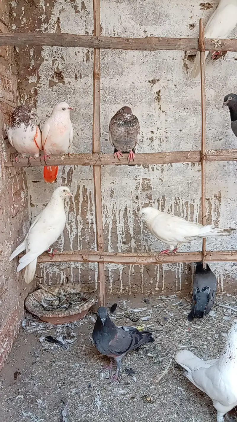 KABOOTAR SETUP FOR SALE — photo 11