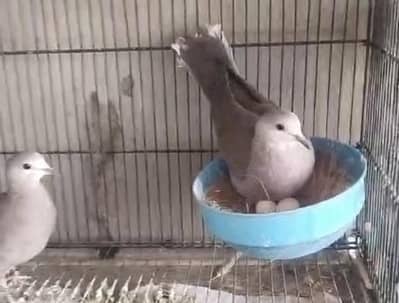Lemon Dove /Doves /Doves For Sale /Qumri /Fakhta /All kind of Doves