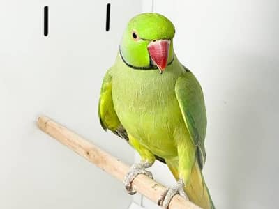 Parrot pair for sale