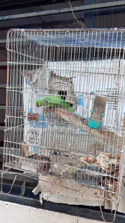 ringneck