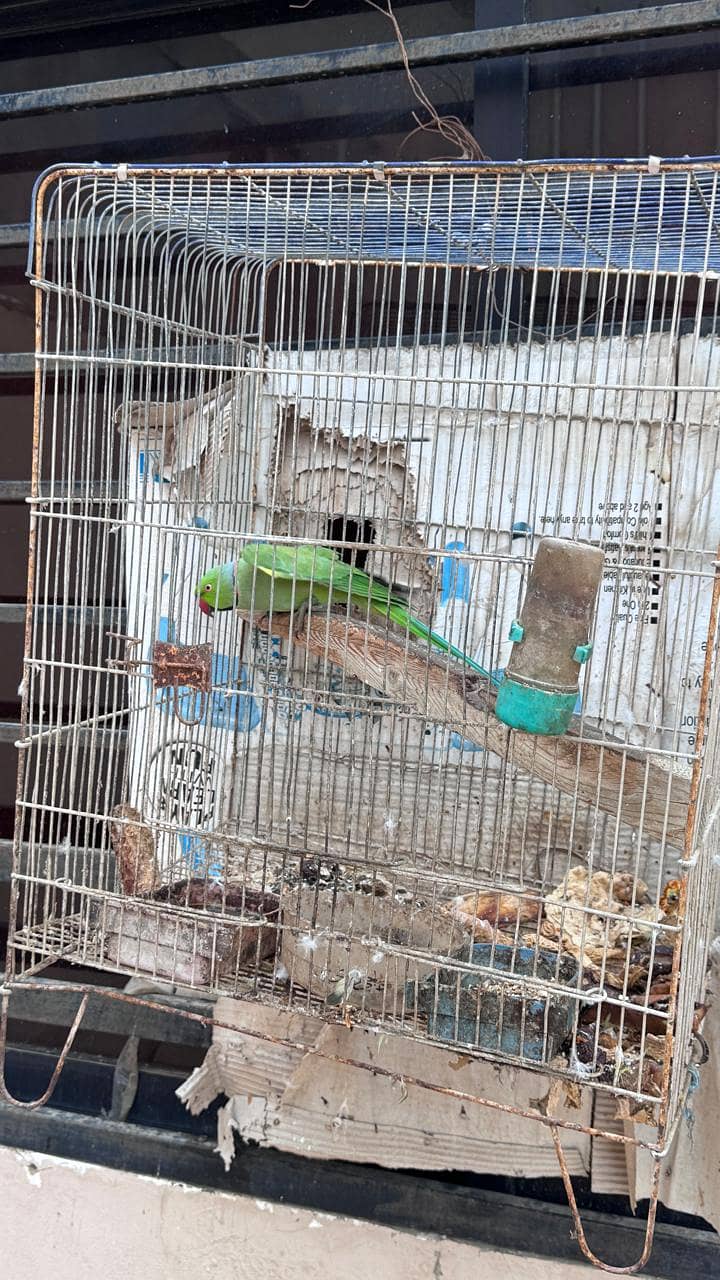 ringneck 1