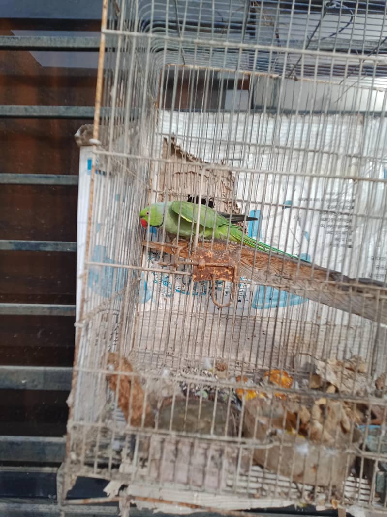 ringneck 2