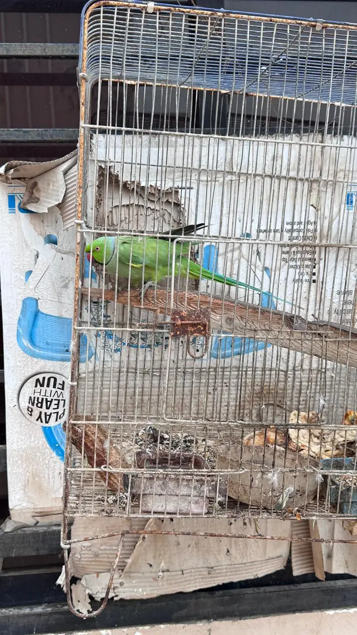 ringneck — photo 4