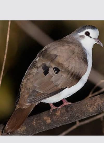 Tambourine Dove /Doves For Sale /Qumri /Fakhta /All kind of Doves