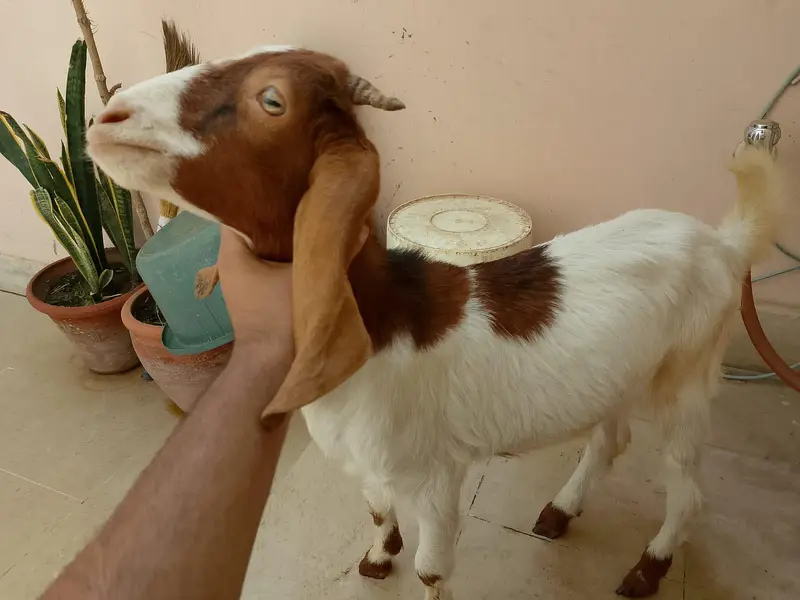 goat babies