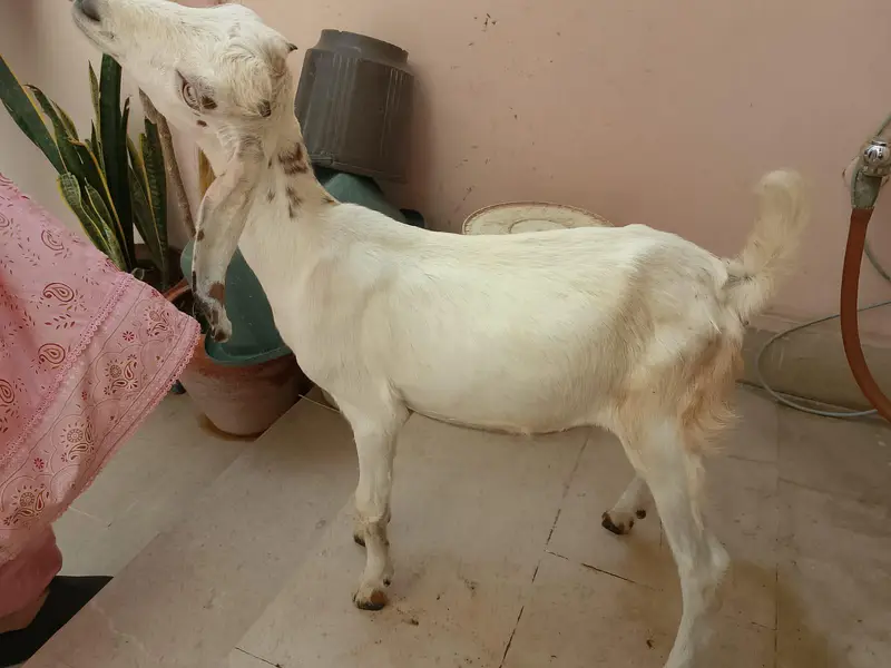 goat babies — photo 2