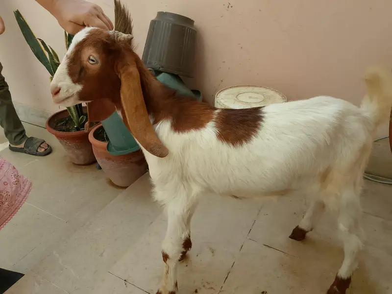 goat babies — photo 3