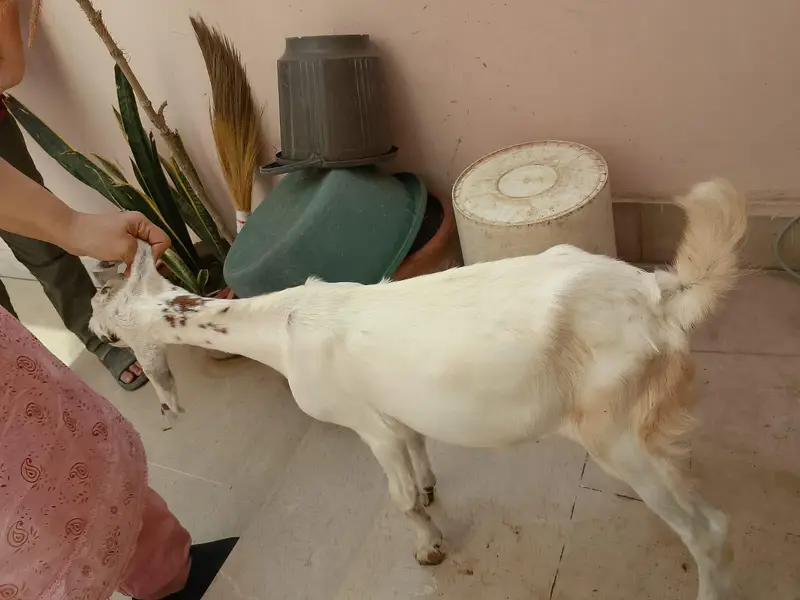 goat babies — photo 4