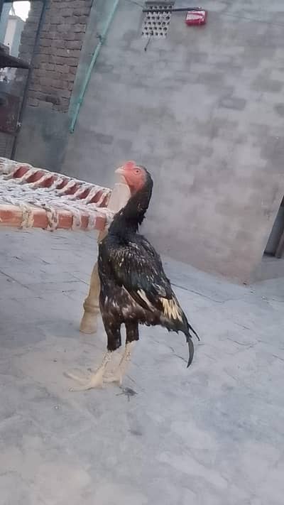 band gadi Aseel murga for sale hai