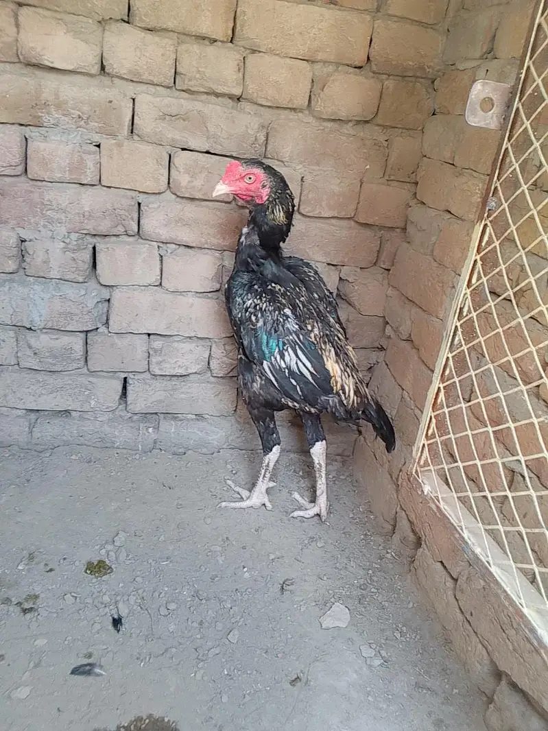 band gadi Aseel murga for sale hai — photo 4