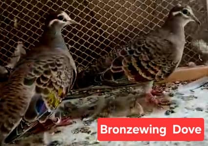 Bronzewing Doves /Doves For Sale /Qumri /Fakhta /All kind of Doves