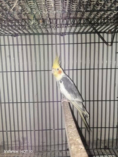 cocktail breeder pair