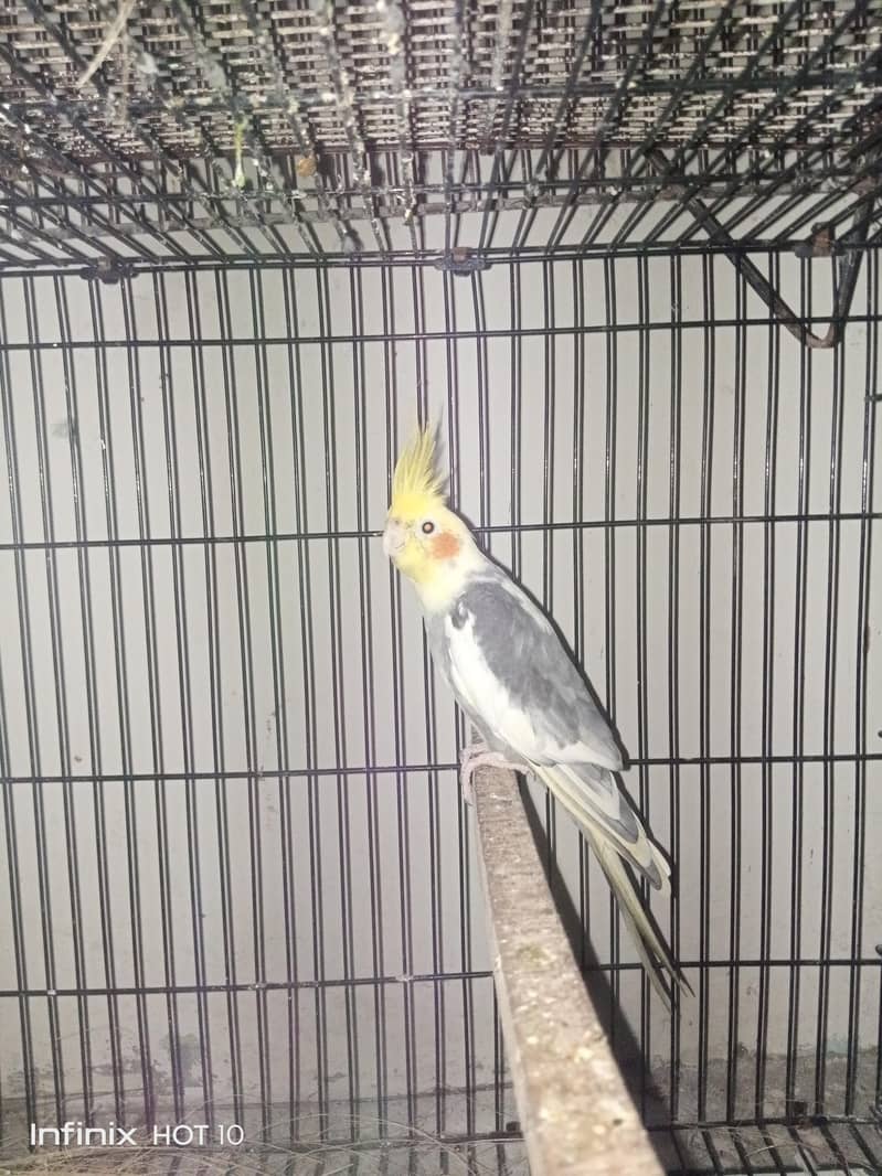 cocktail breeder pair 1