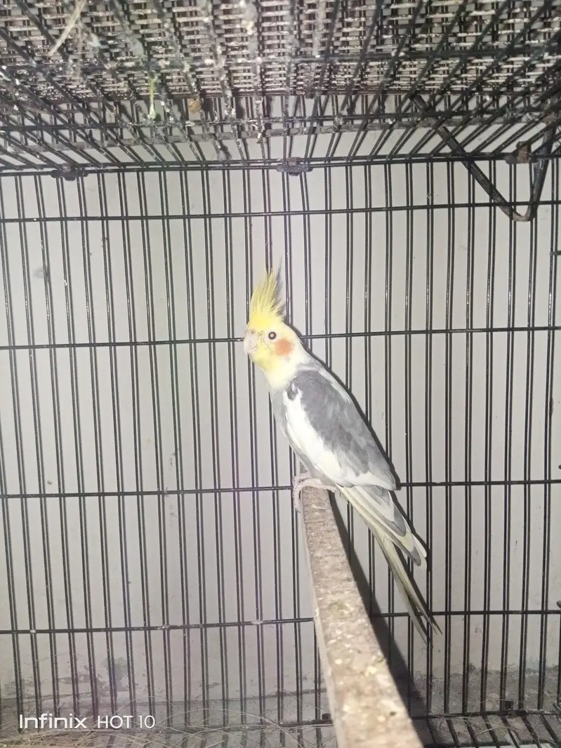 cocktail breeder pair — photo 2
