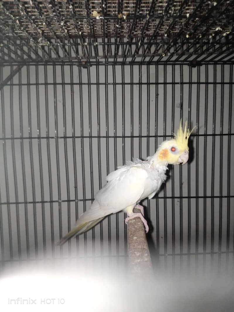 cocktail breeder pair 2