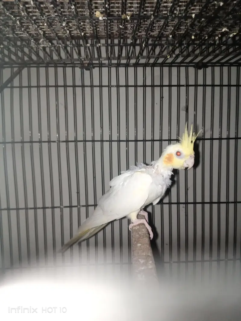 cocktail breeder pair — photo 3