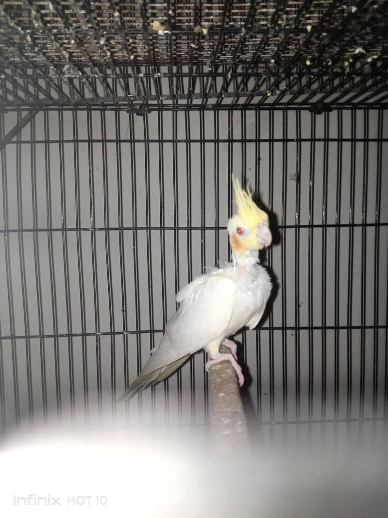 cocktail breeder pair 3