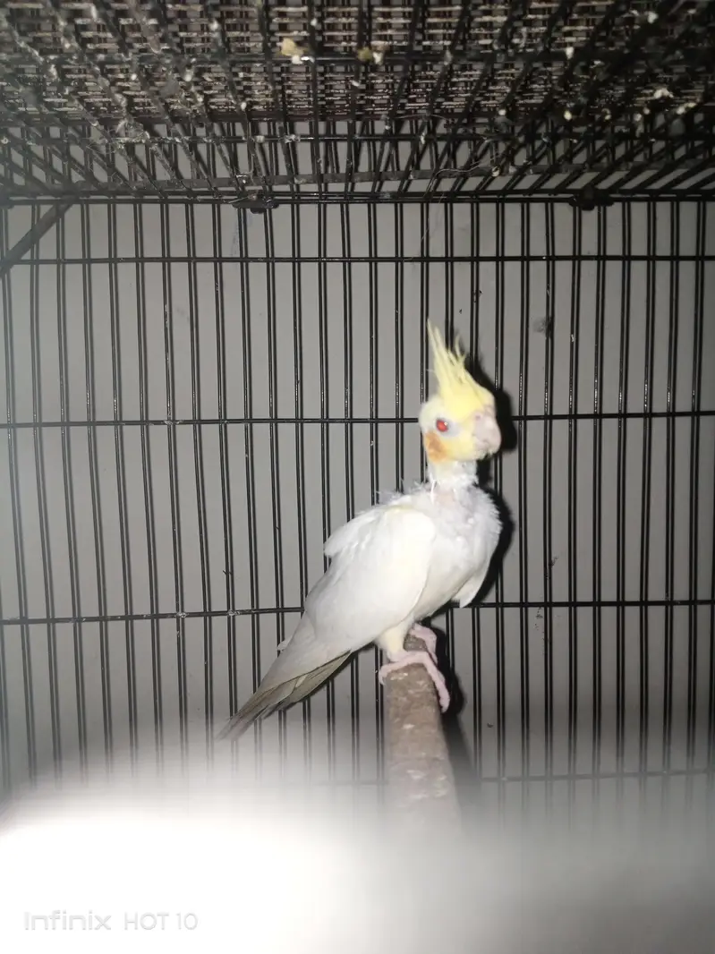 cocktail breeder pair — photo 4