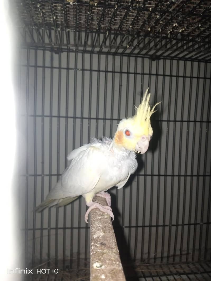 cocktail breeder pair 4