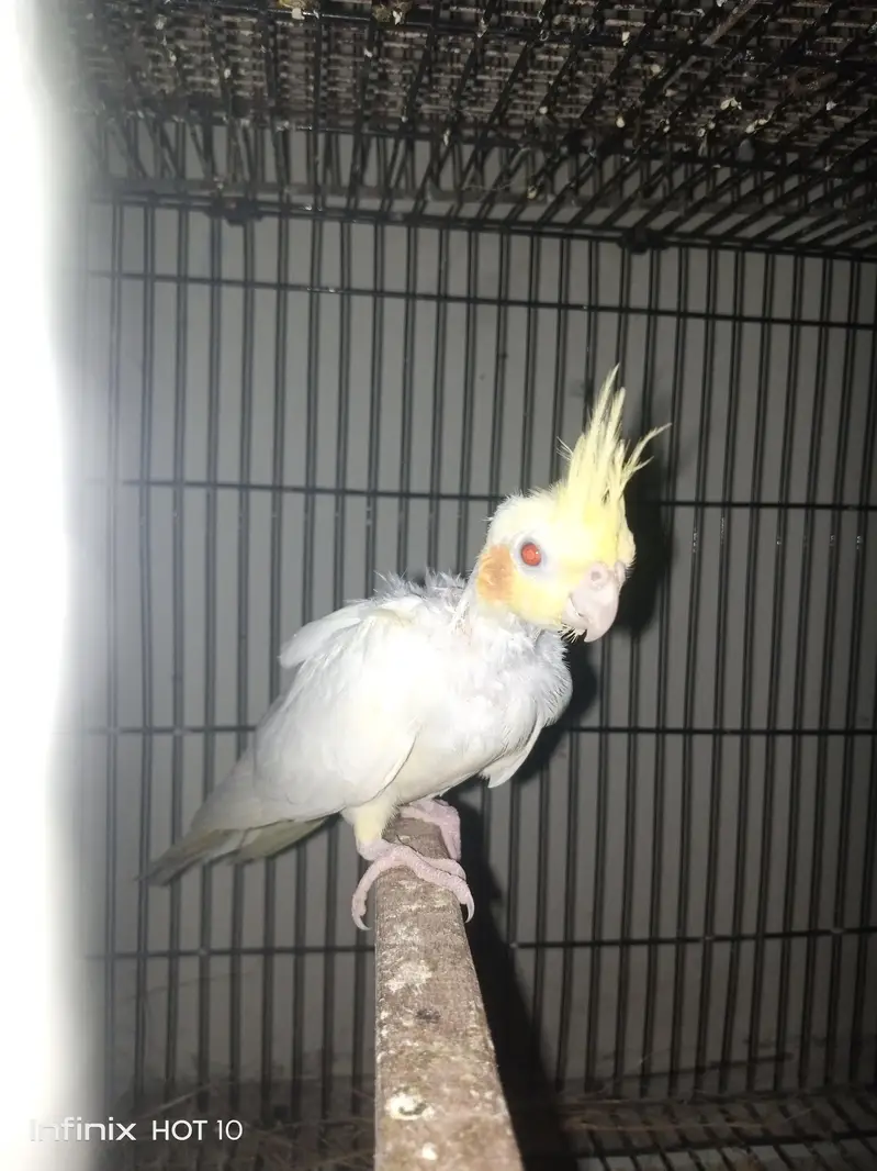 cocktail breeder pair — photo 5