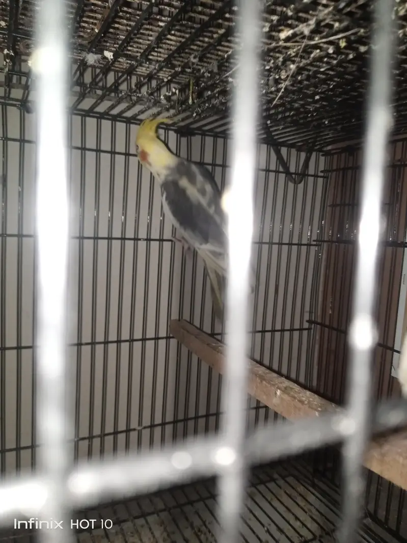 cocktail breeder pair — photo 6
