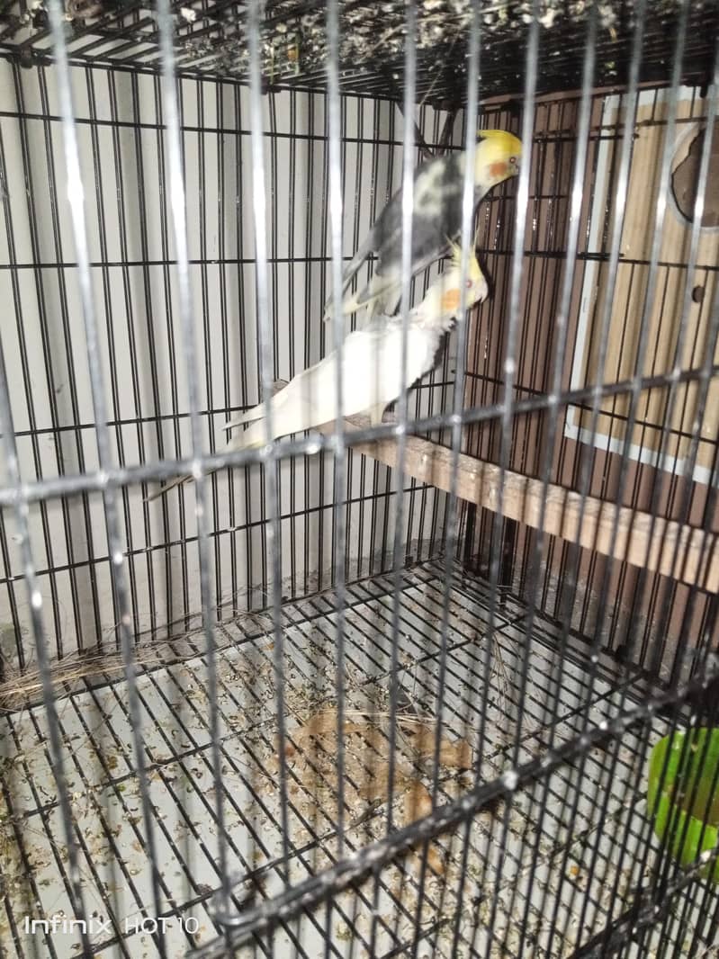 cocktail breeder pair 6