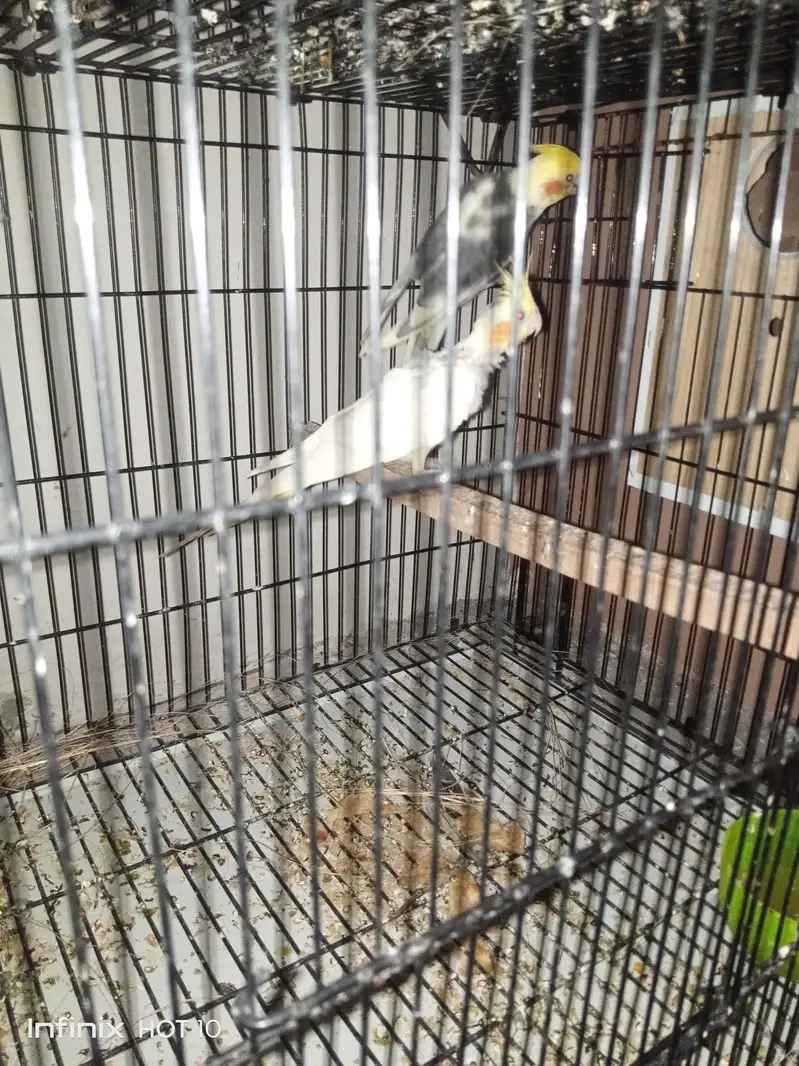 cocktail breeder pair — photo 7