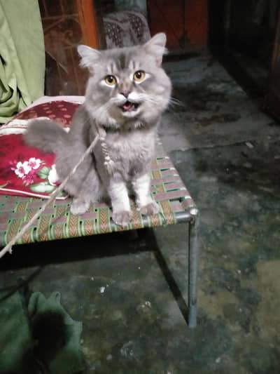 selling a cat
