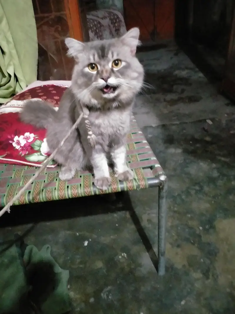 selling a cat