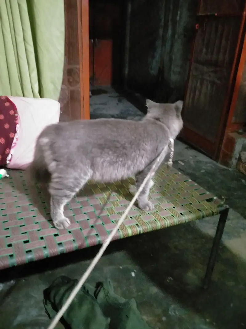 selling a cat — photo 2