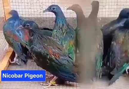 Nicobar Pigeon /Doves /Doves For Sale /Qumri /Fakht /All kind of Doves