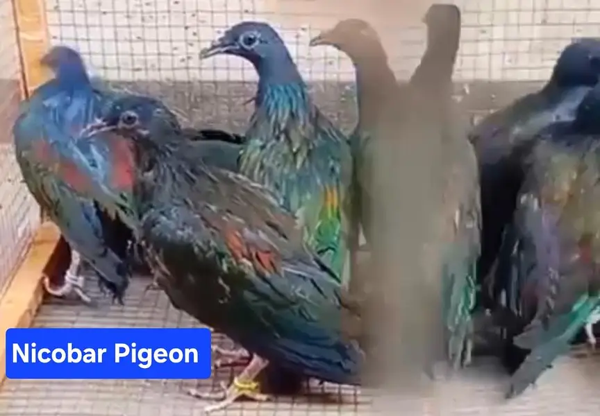 Nicobar Pigeon /Doves /Doves For Sale /Qumri /Fakht /All kind of Doves