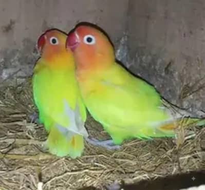 Latino parsanata breader pair