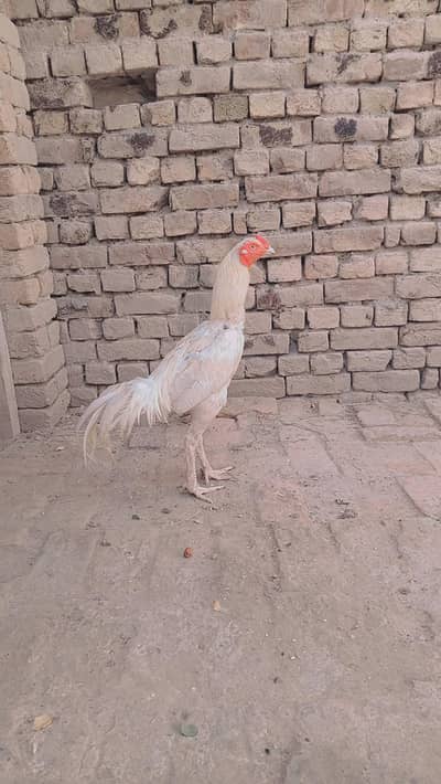 Hira Singh white NOK nali