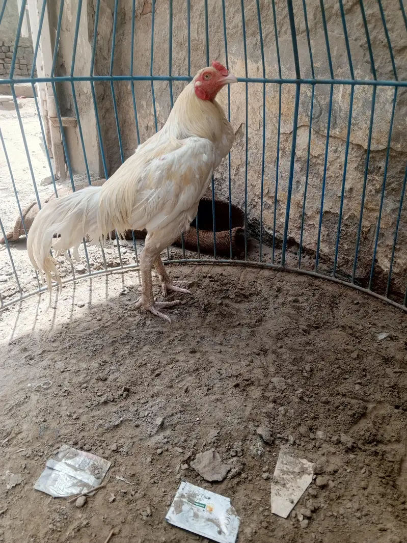 Hira Singh white NOK nali — photo 4