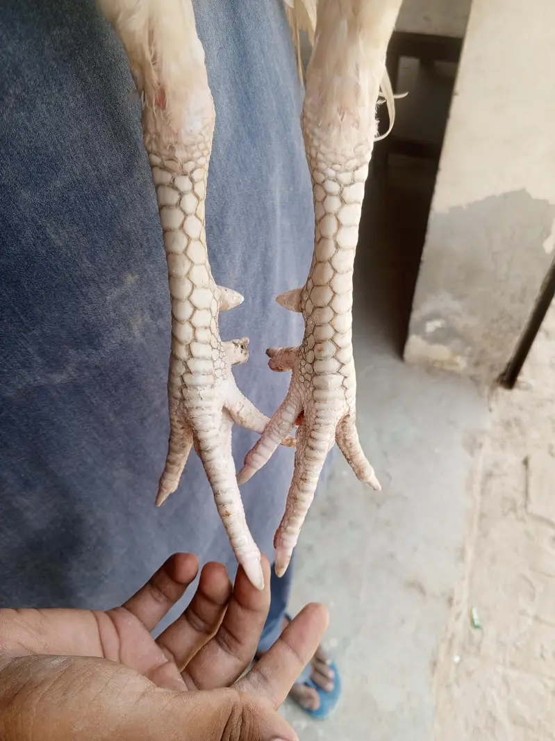 Hira Singh white NOK nali — photo 6