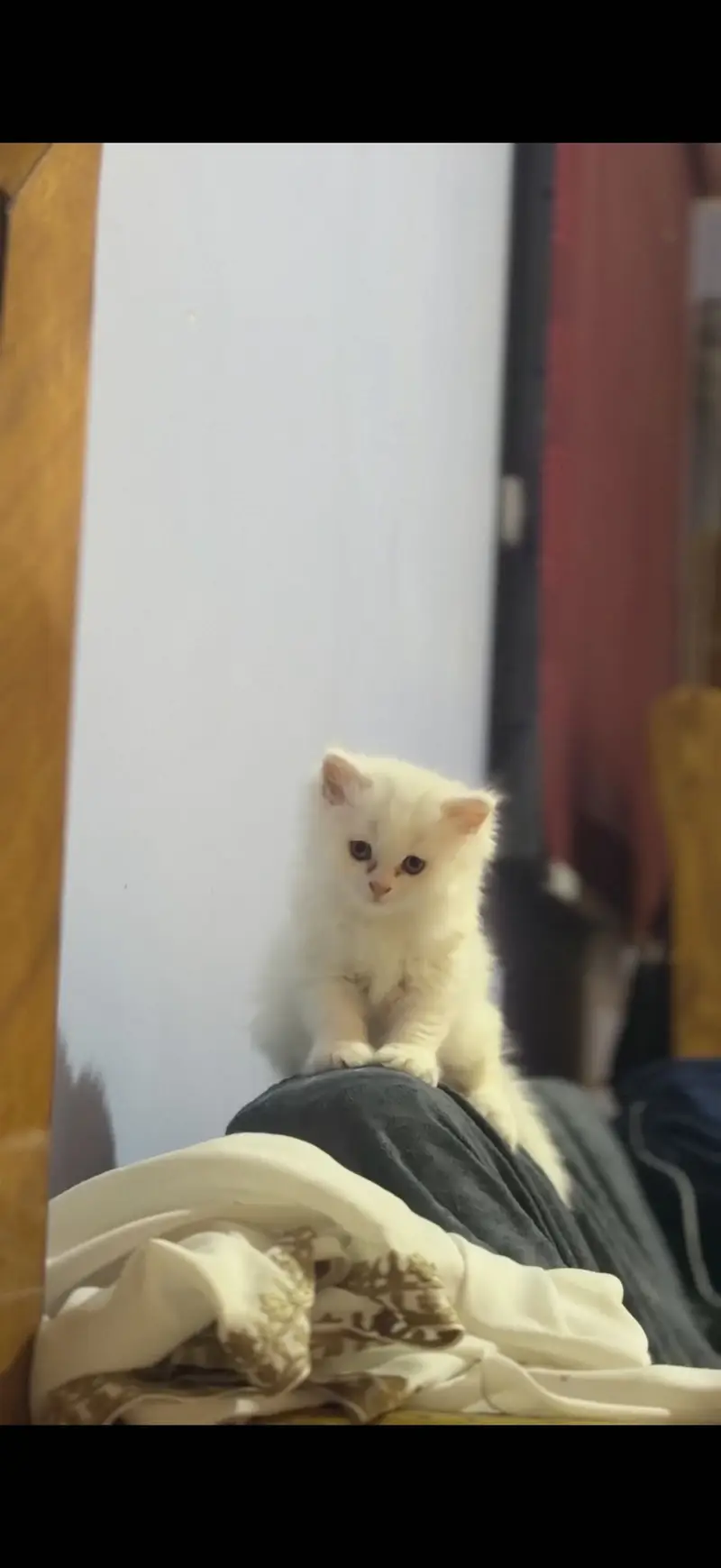 Tripple coat heavy bone structure kittens — photo 3