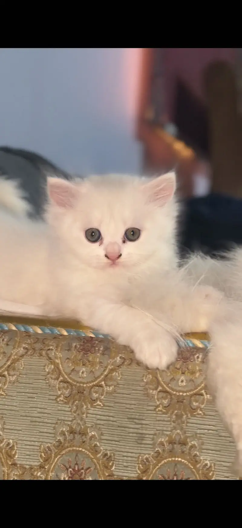 Tripple coat heavy bone structure kittens — photo 4