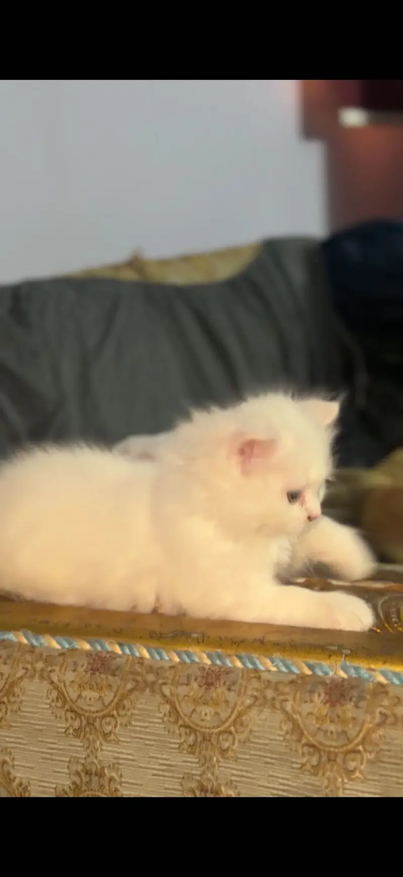 Tripple coat heavy bone structure kittens — photo 5